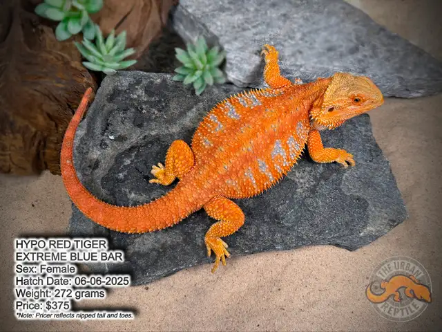 NEW BEARDED DRAGONS-Available Now! - Photo 8