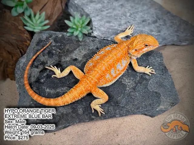 NEW BEARDED DRAGONS-Available Now! - Photo 9