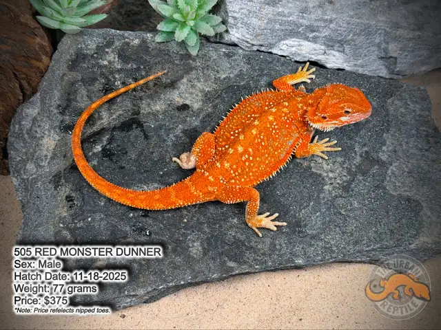 NEW BEARDED DRAGONS-Available Now! - Photo 10