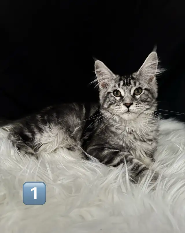 Chatons Maine Coon prêt a quitter pure race