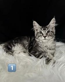 Chatons Maine Coon prêt a quitter pure race