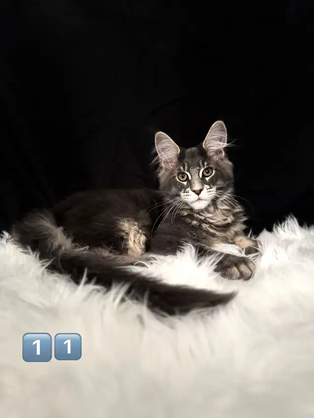 Chatons Maine Coon prêt a quitter pure race - Photo 2