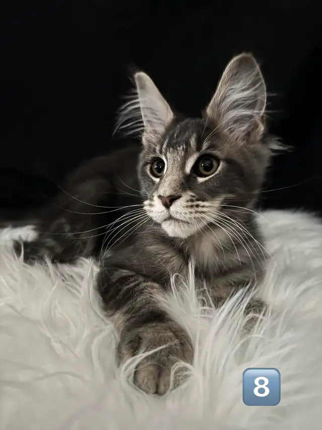 Chatons Maine Coon prêt a quitter pure race - Photo 3