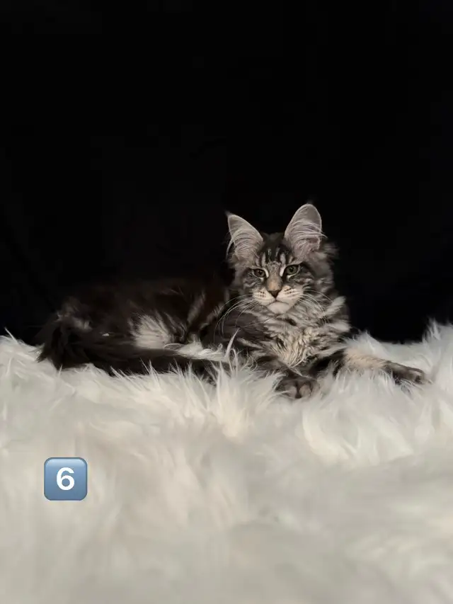 Chatons Maine Coon prêt a quitter pure race - Photo 4