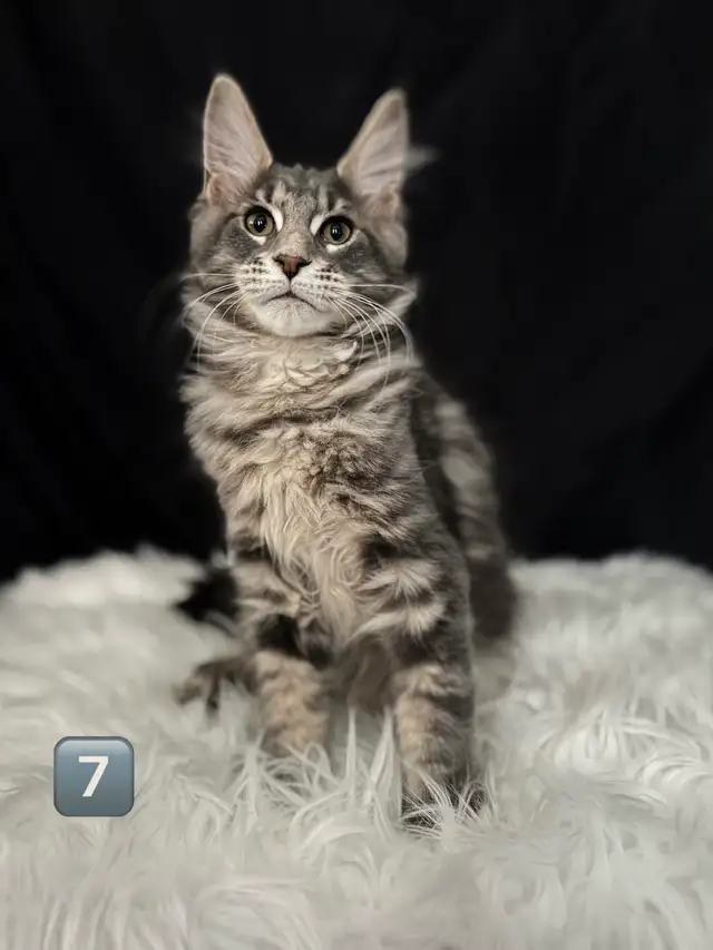 Chatons Maine Coon prêt a quitter pure race - Photo 6