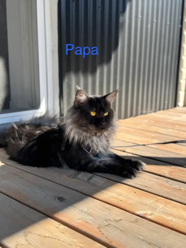 Chatons Maine Coon prêt a quitter pure race - Photo 8