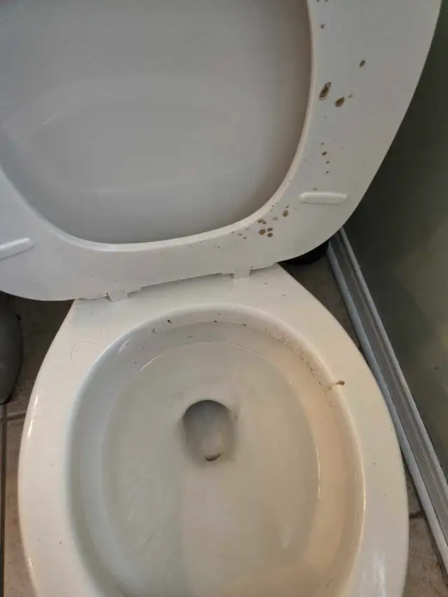 SPRING CLEANING LADY (613) 501-0354 - Photo 6