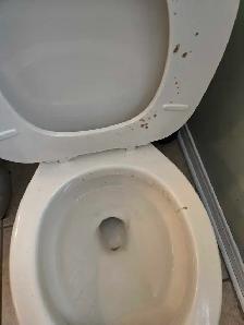 SPRING CLEANING LADY (613) 501-0354 - Photo 6