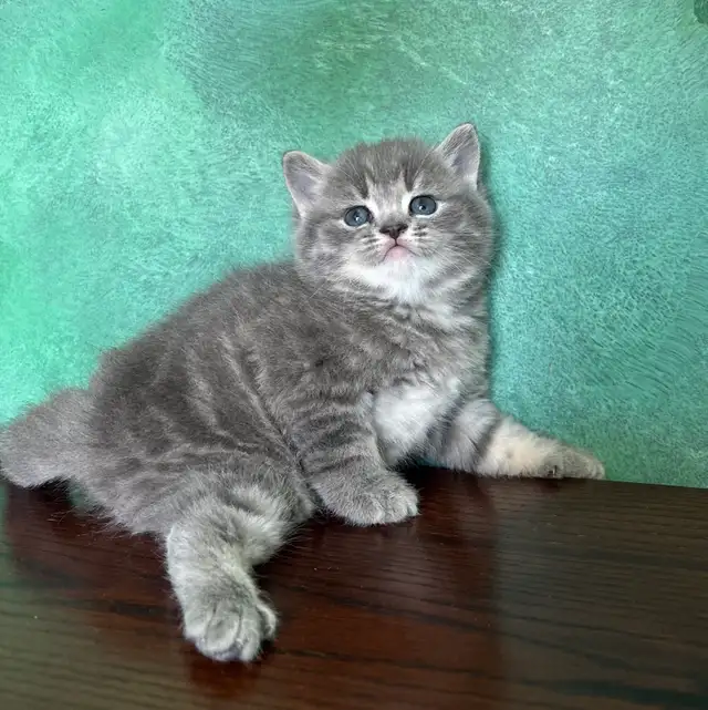 Purebred Scottish Fold and Straight Kittens