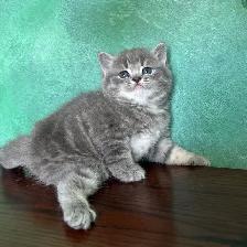 Purebred Scottish Fold and Straight Kittens