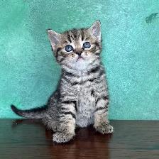 Purebred Scottish Fold and Straight Kittens - Photo 2