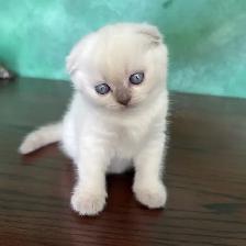 Purebred Scottish Fold and Straight Kittens - Photo 3