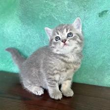 Purebred Scottish Fold and Straight Kittens - Photo 4