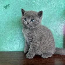 Purebred Scottish Fold and Straight Kittens - Photo 5