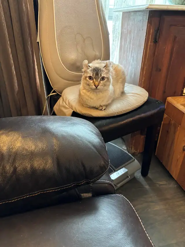 chatte highland lynx