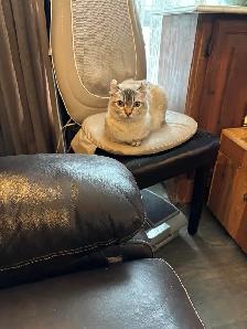 chatte highland lynx