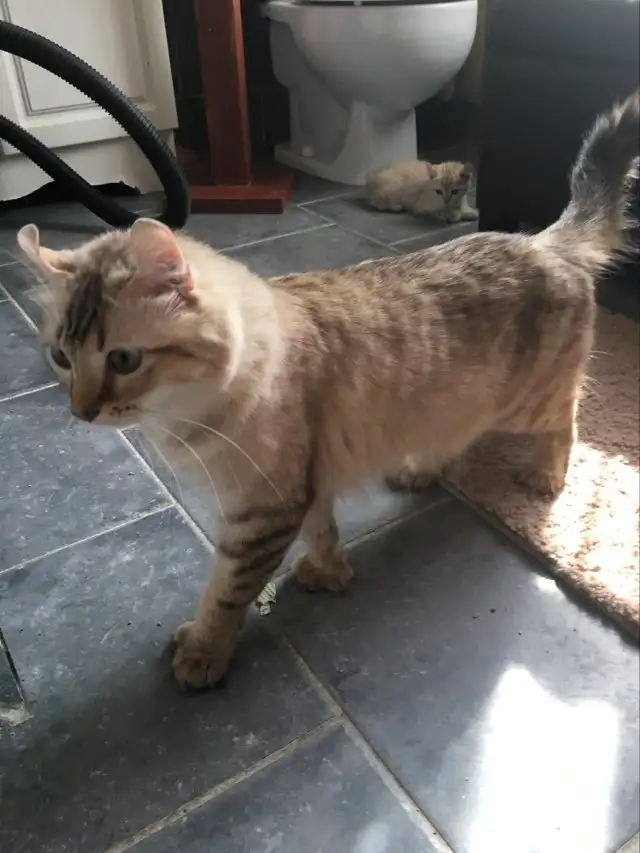 chatte highland lynx - Photo 2