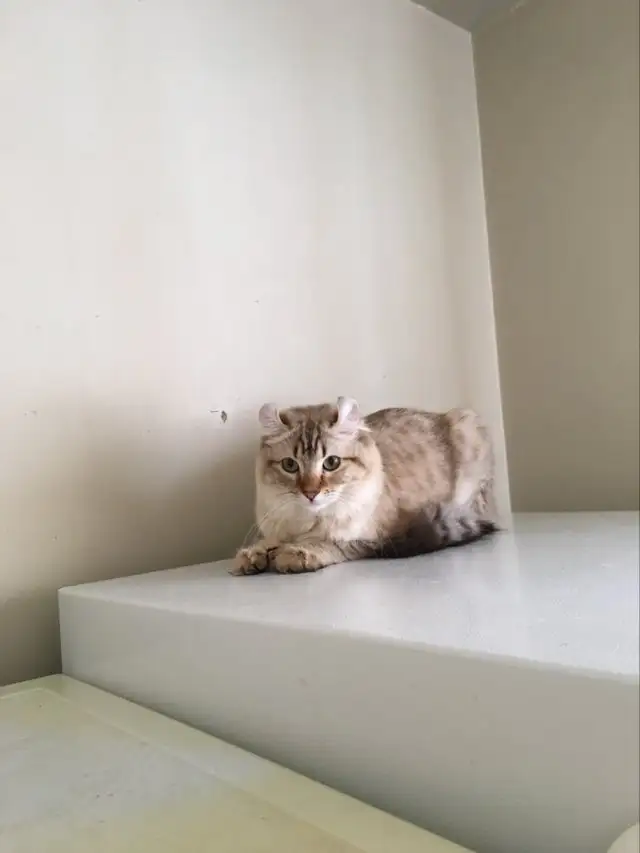 chatte highland lynx - Photo 3