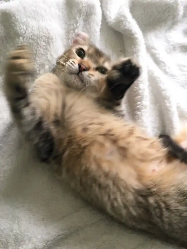 chatte highland lynx - Photo 4