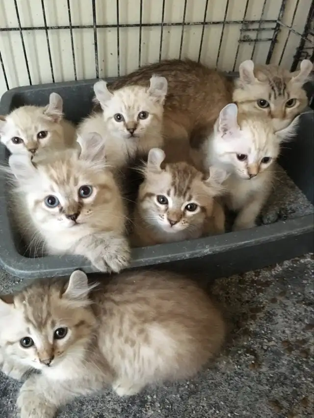 chatte highland lynx - Photo 5