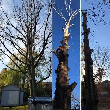 TORONTO TREE GUYS - TREE REMOVAL - PRUNING - LICENSED & INSURED - Photo 2