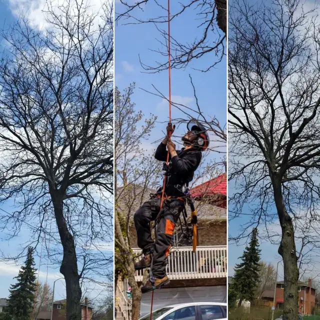 TORONTO TREE GUYS - TREE REMOVAL - PRUNING - LICENSED & INSURED - Photo 3