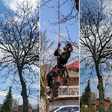 TORONTO TREE GUYS - TREE REMOVAL - PRUNING - LICENSED & INSURED - Photo 3
