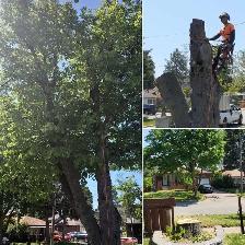 TORONTO TREE GUYS - TREE REMOVAL - PRUNING - LICENSED & INSURED - Photo 4