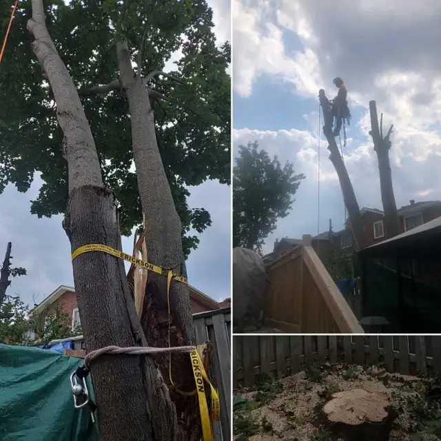 TORONTO TREE GUYS - TREE REMOVAL - PRUNING - LICENSED & INSURED - Photo 7