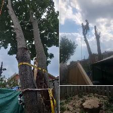 TORONTO TREE GUYS - TREE REMOVAL - PRUNING - LICENSED & INSURED - Photo 7
