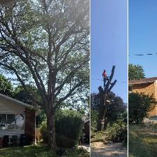 TORONTO TREE GUYS - TREE REMOVAL - PRUNING - LICENSED & INSURED - Photo 8
