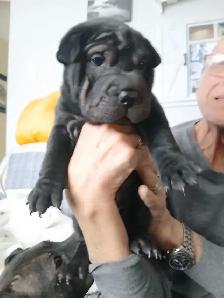 Chinese Shar-Peis black