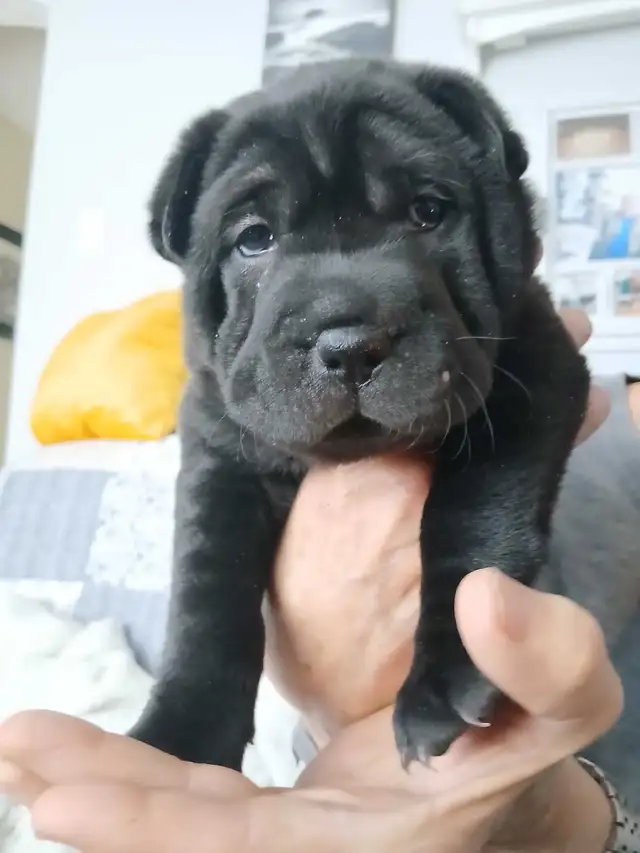 Chinese Shar-Peis black - Photo 2