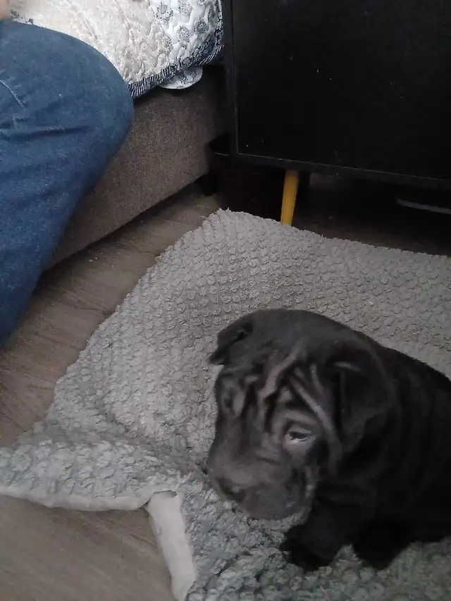 Chinese Shar-Peis black - Photo 3