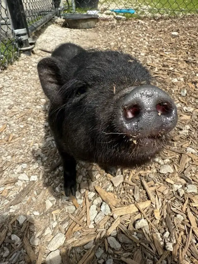 FREE pigs - Photo 3