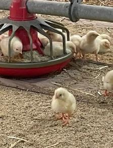 Farm General Operations & Mechanical Labourer - Photo 5