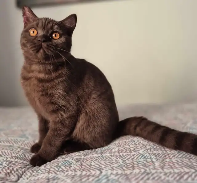 British Shorthair kittens/chatons , CCA,  purebred