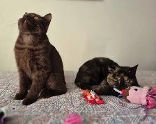 British Shorthair kittens/chatons , CCA,  purebred - Photo 2