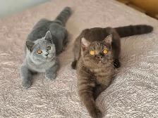 British Shorthair kittens/chatons , CCA,  purebred - Photo 3