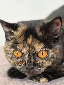 British Shorthair kittens/chatons , CCA,  purebred - Photo 4