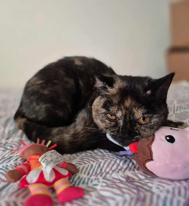 British Shorthair kittens/chatons , CCA,  purebred - Photo 5