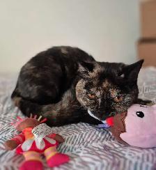 British Shorthair kittens/chatons , CCA,  purebred - Photo 5