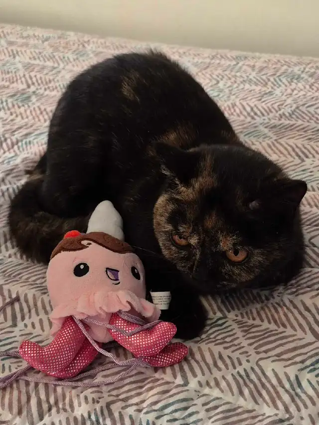 British Shorthair kittens/chatons , CCA,  purebred - Photo 6