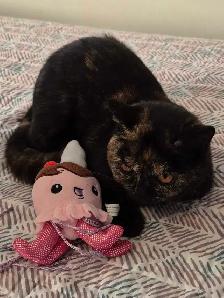 British Shorthair kittens/chatons , CCA,  purebred - Photo 6