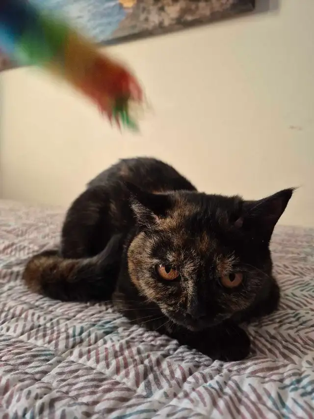 British Shorthair kittens/chatons , CCA,  purebred - Photo 7