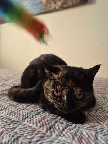 British Shorthair kittens/chatons , CCA,  purebred - Photo 7