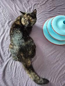 British Shorthair kittens/chatons , CCA,  purebred - Photo 8