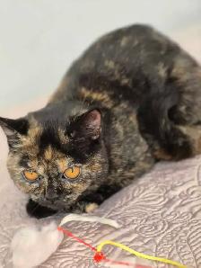 British Shorthair kittens/chatons , CCA,  purebred - Photo 9