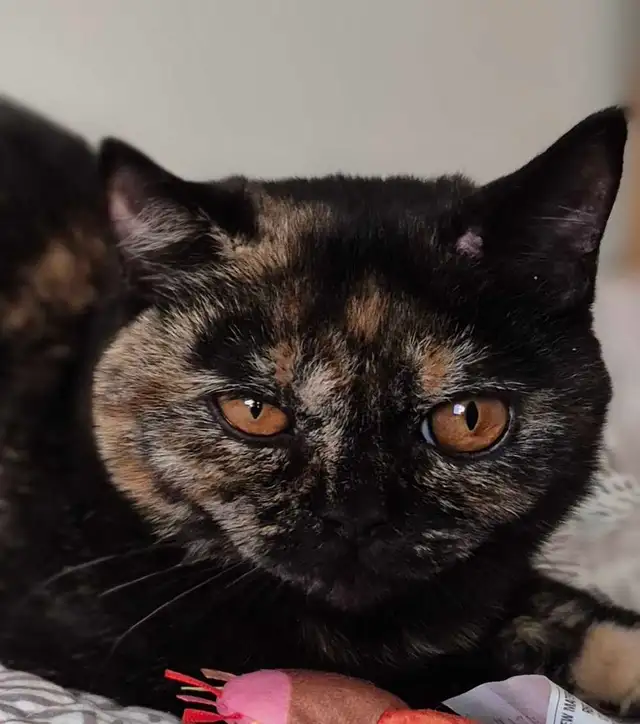 British Shorthair kittens/chatons , CCA,  purebred - Photo 10