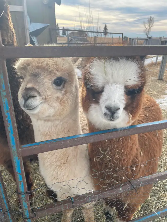 Two male baby alpacas